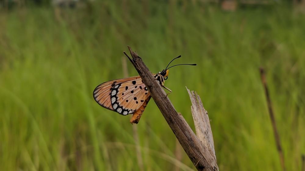 Butterfly Perched on a Twig in Nature wallpaper