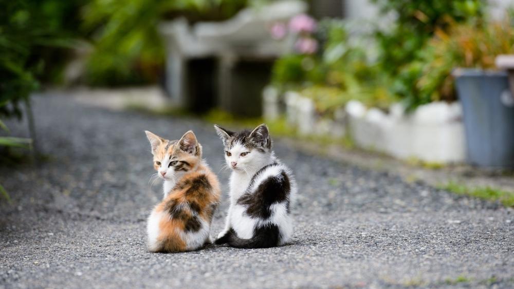 Adorable Kittens in a Garden Setting wallpaper