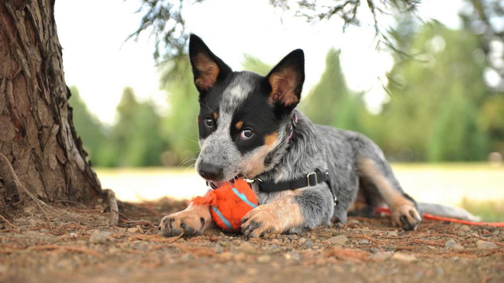 Playful Australian Cattle Dog Puppy in Nature wallpaper