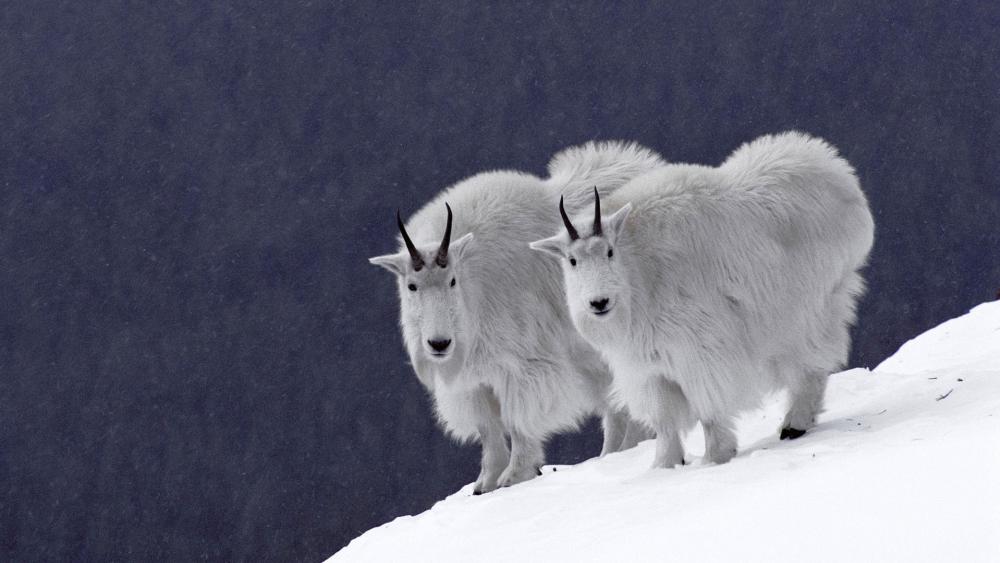 Mountain Goats in Snowy Winter Landscape wallpaper