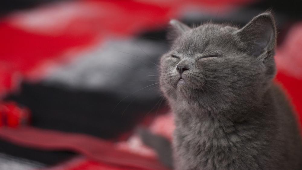 Grey Cat in Blissful Relaxation wallpaper