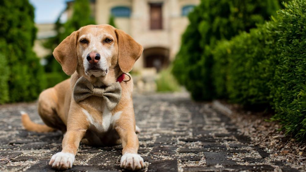 Elegant Dog in Bow Tie wallpaper