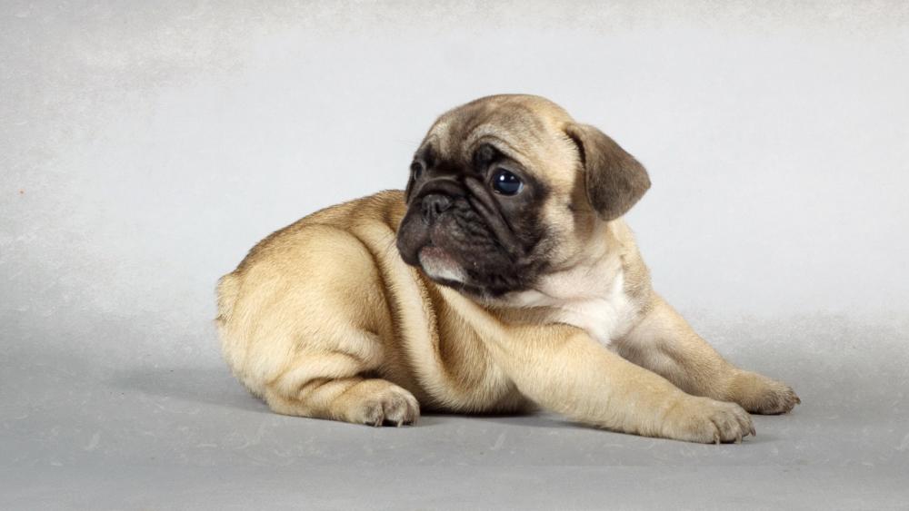 Cute Pug Puppy Pose wallpaper