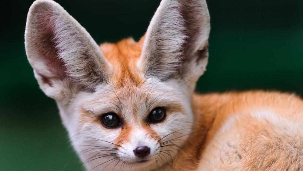 Adorable Fennec Fox with Big Ears Wallpape wallpaper