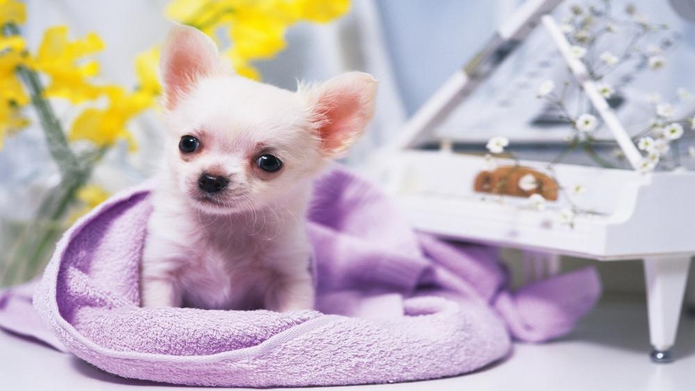 Charming Chihuahua in Cozy Comfort wallpaper