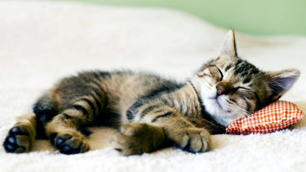 Peaceful Slumber of a Tabby Kitten wallpaper