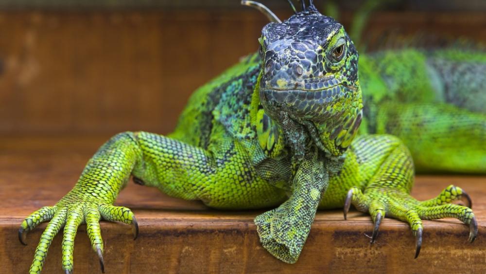 Green Iguana in Serene Splendor wallpaper