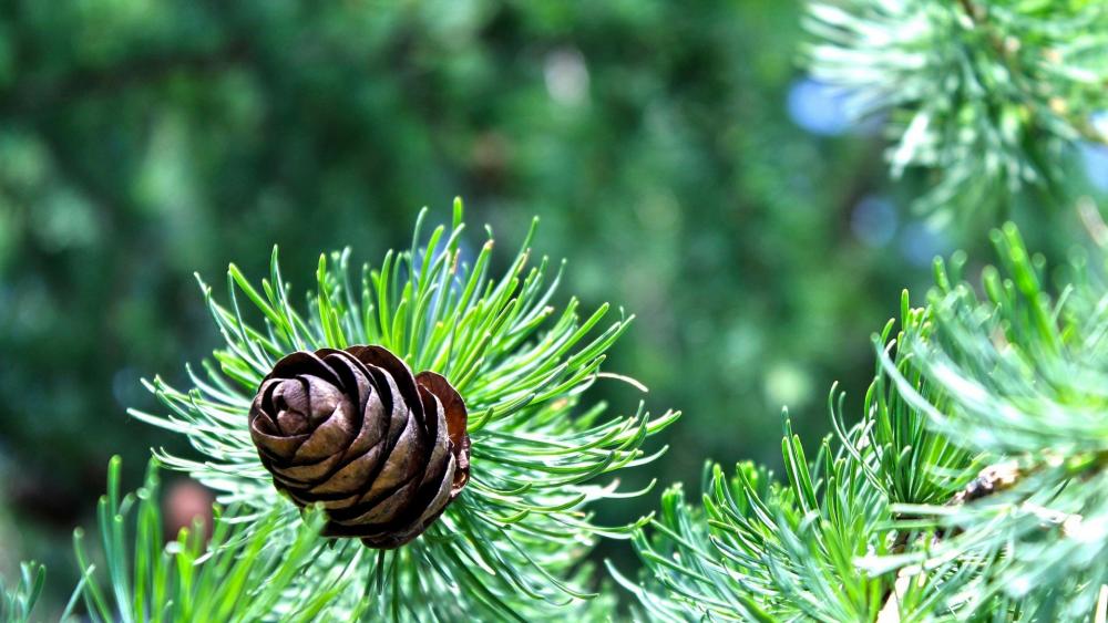 Pine Cone Serenity in the Forest wallpaper