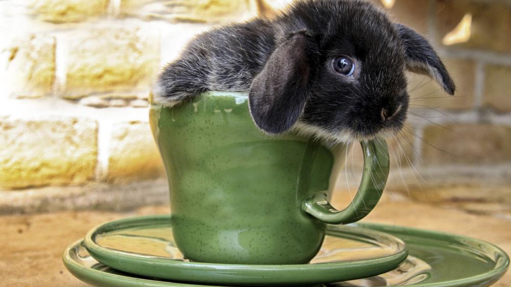 Tiny Bunny in a Teacup Wonderland wallpaper