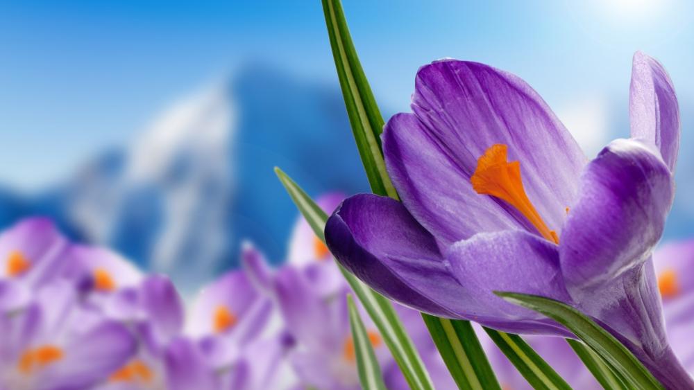 Majestic Crocus Blooms in Serene Landscape wallpaper