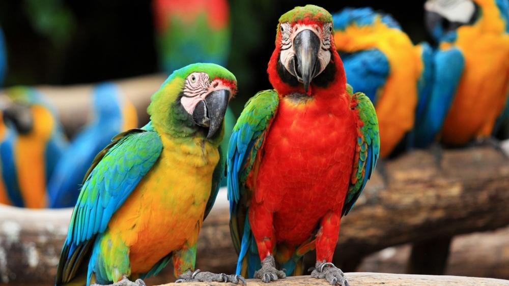 Scarlet Macaws in Vibrant Harmony wallpaper