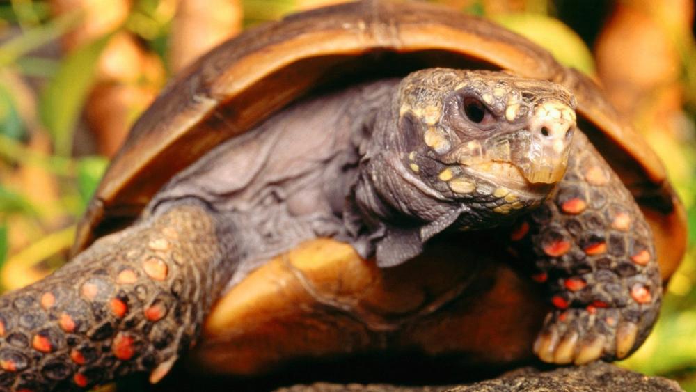 Tortoise Close-Up in Lush Habitat wallpaper