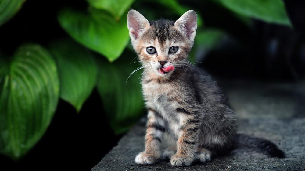 Charming Tabby Kitten in the Garden wallpaper