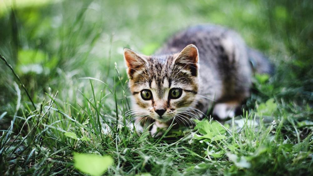 Playful Tabby Kitten in Lush Greenery wallpaper