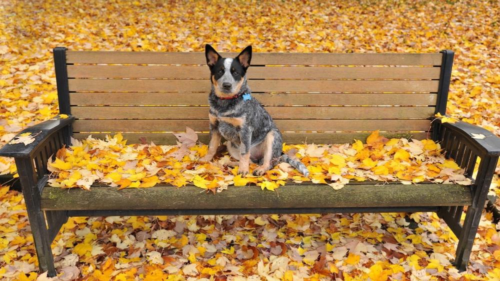 Autumn Serenity with an Australian Cattle Dog on a Bench wallpaper