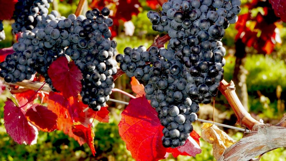 Grapes in the Glorious Autumn Sunlight wallpaper