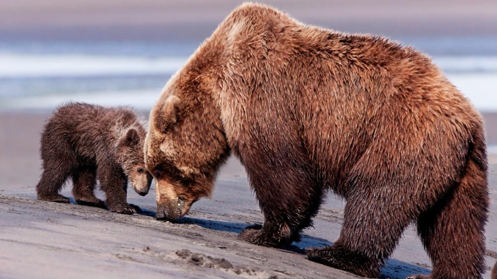 Mother and Cub Against the World wallpaper