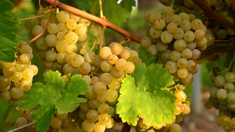 Golden Grapes on the Vine during Harvest Season wallpaper