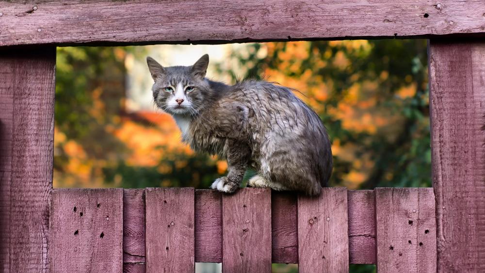 Cozy Moggy on a Rustic Fence wallpaper