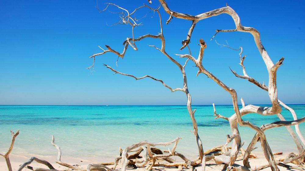 Beach Serenity with Driftwood and Blue Sea wallpaper