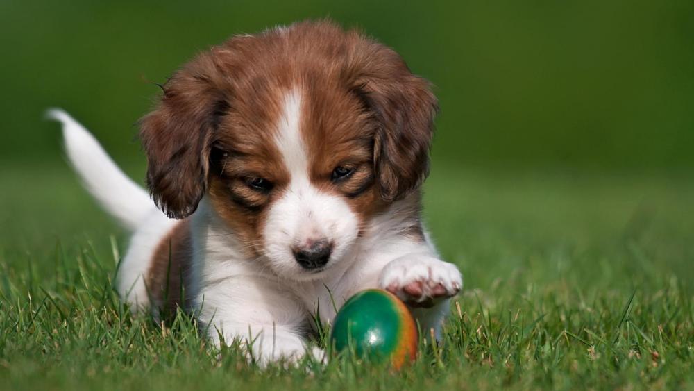 Playful Puppy Bliss in the Sunlit Grass wallpaper