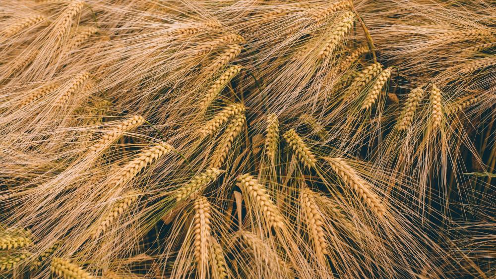 Golden Fields of Grain in 5K Clarity wallpaper