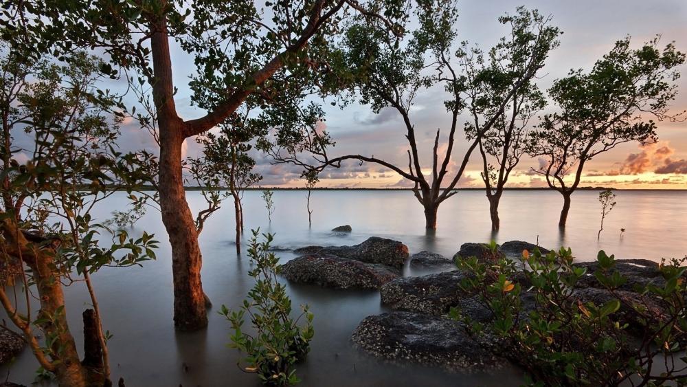 Flooded Serenity in Riparian Nature Zone wallpaper