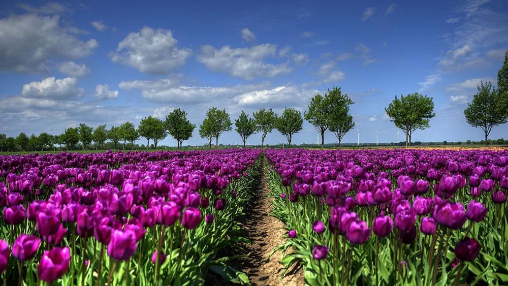 Purple Tulip Paradise in the Netherlands wallpaper