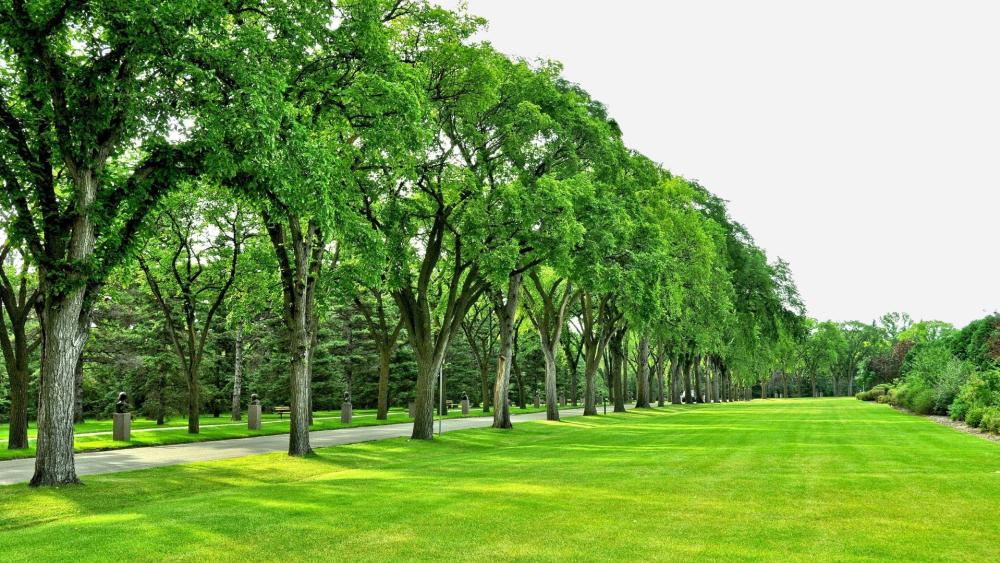 Tree-Lined Serenity in a Lush Park wallpaper