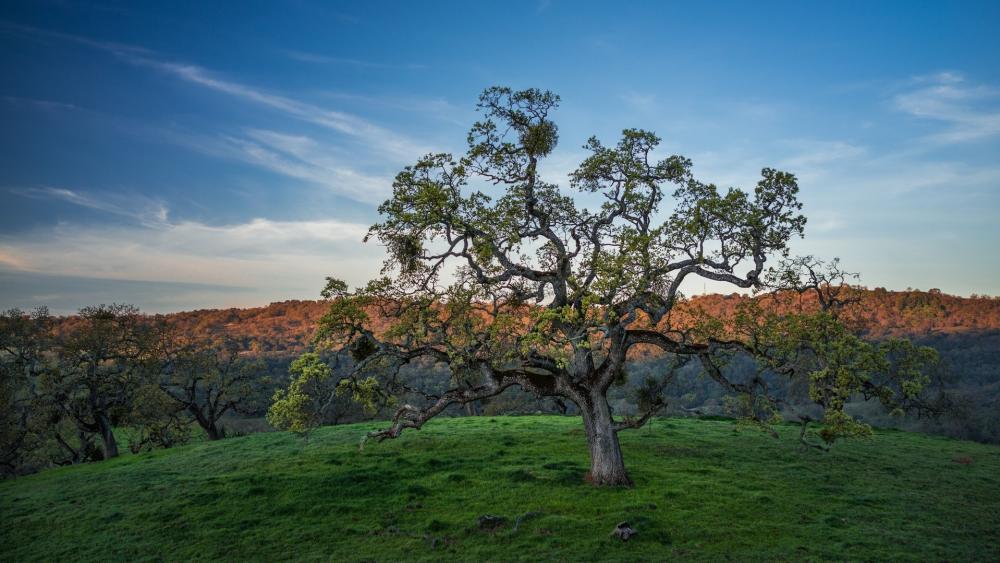 Majestic Oak at Sunset in Tranquil Wilderness wallpaper