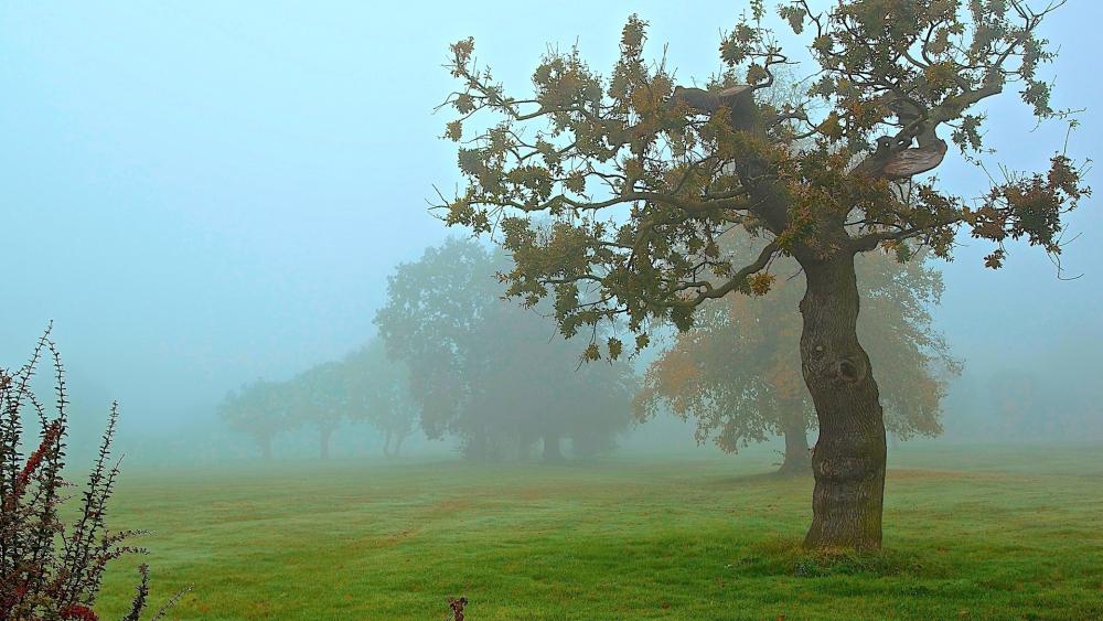 Gnarled Tree in Misty Field wallpaper