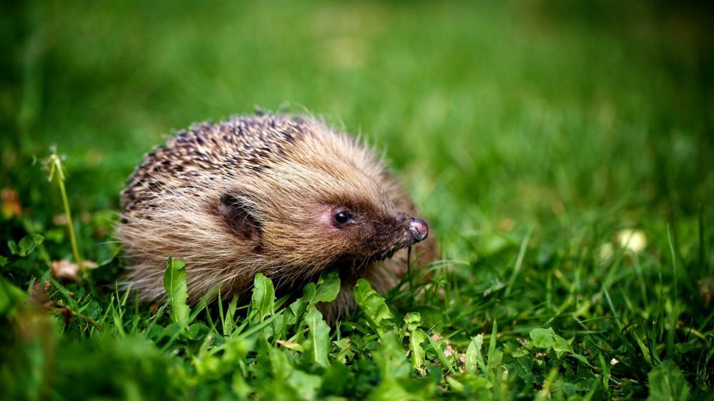 Enchanting Hedgehog in Lush Greenery wallpaper