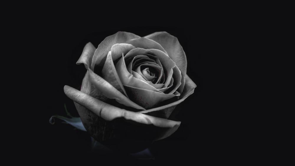 Black And White Rose wallpaper