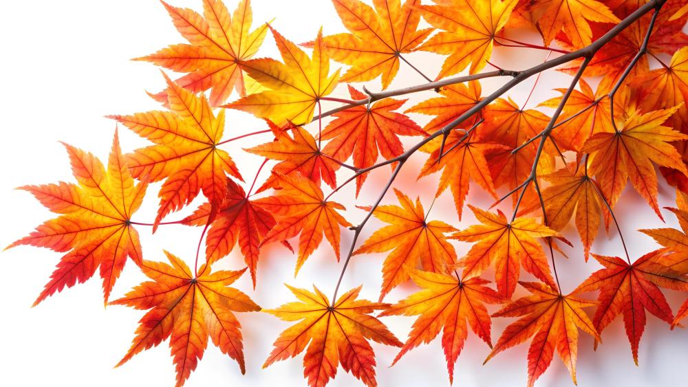 A vivid orange and red autumn branch on white background  wallpaper