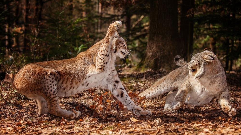 Lynx Clash in the Forest Wilderness wallpaper