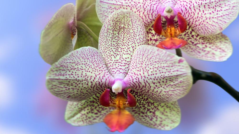 Orchid Elegance in Soft Hues wallpaper