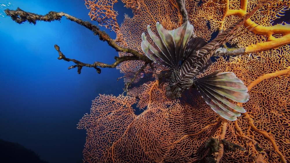 Lionfish in Vibrant Coral Wonderland wallpaper