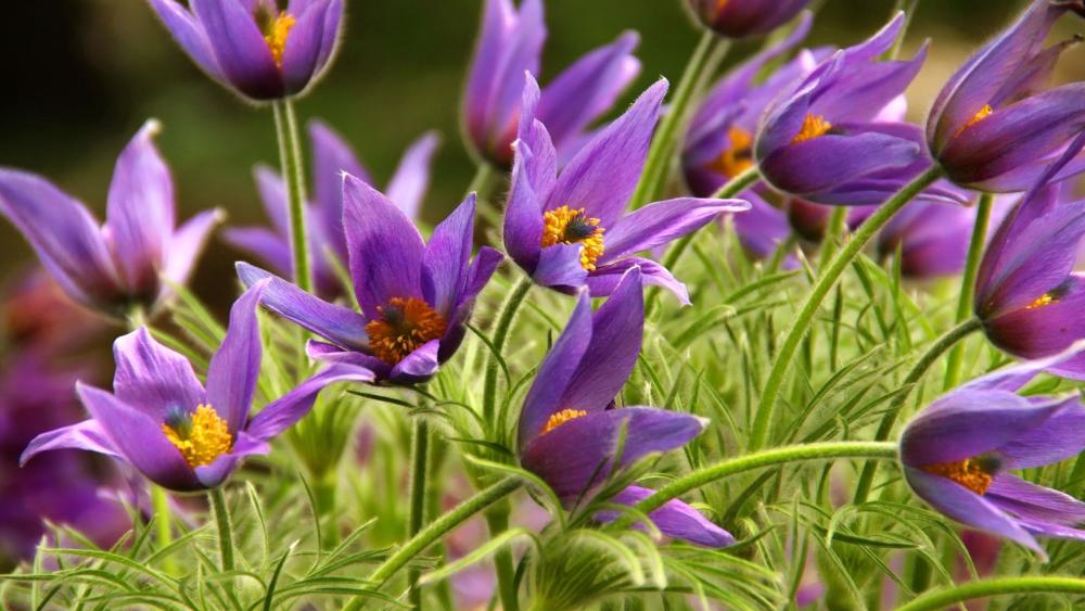 Purple Anemone Blossoms in Spring Glory wallpaper