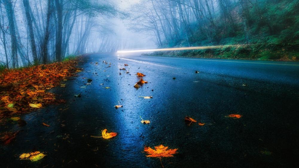 Autumn Misty Forest Road wallpaper