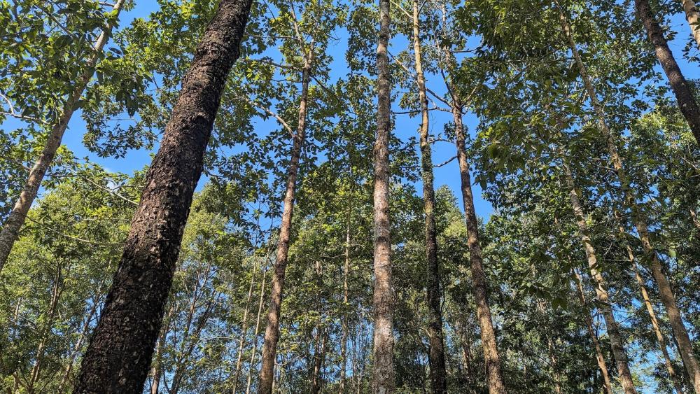 Forest Canopy in Khao Yai National Park wallpaper