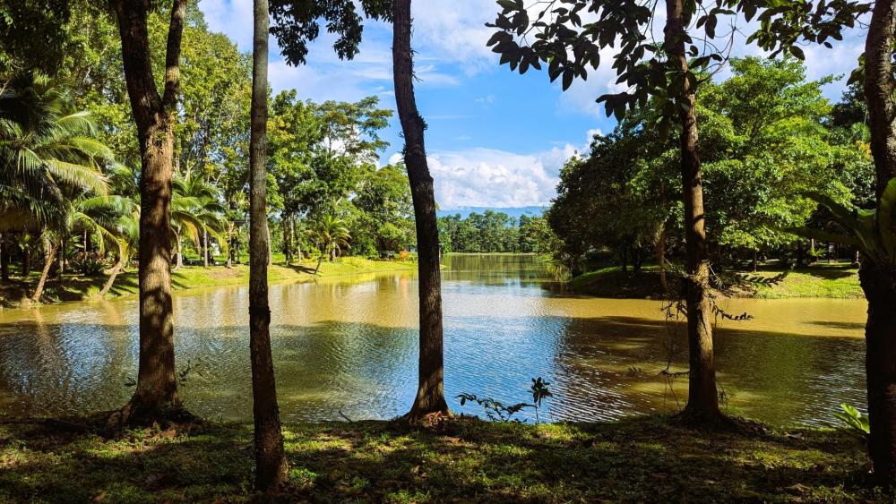 Serene Forest Reflection in Khao Yai, Thailand wallpaper