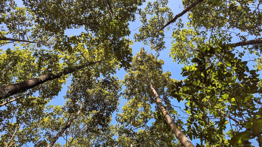 Forest Canopy Meets Clear Blue Sky wallpaper