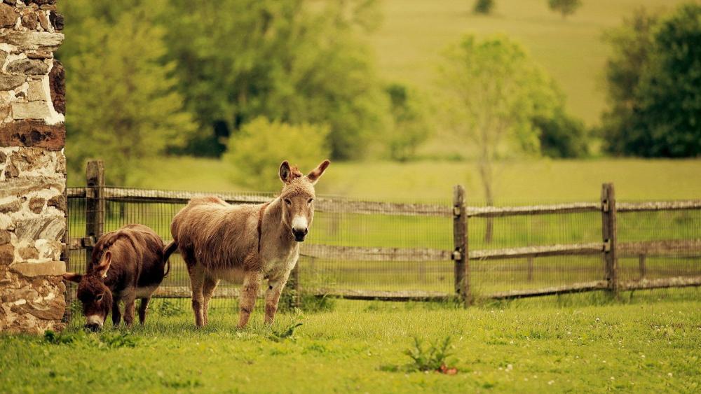 Poitou Donkeys in a Tranquil Pasture Scene wallpaper