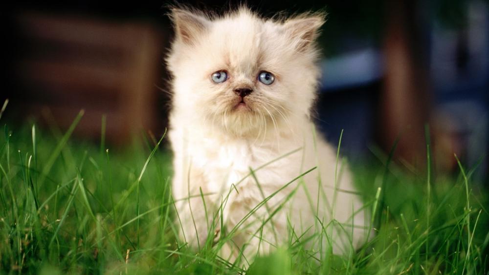 Fluffy Persian Kitten in Sunlit Grassland wallpaper