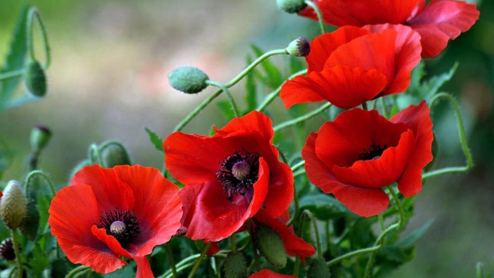 Red Poppies in Bloom: Nature's Vibrant Elegance wallpaper