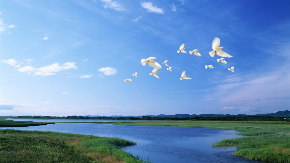 White Doves in Serene Flight Over Blue Waters wallpaper