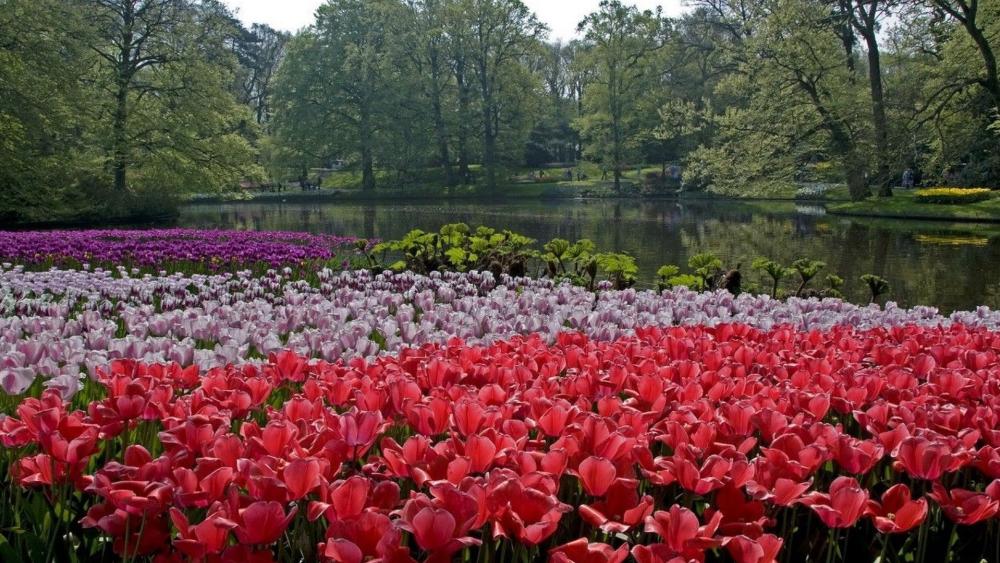 Breathtaking Blooms at Keukenhof Gardens in Springtime wallpaper