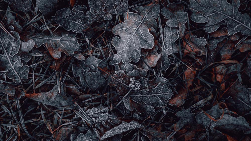 Hoarfrost-Kissed Autumn Leaves in Winter's Embrace wallpaper