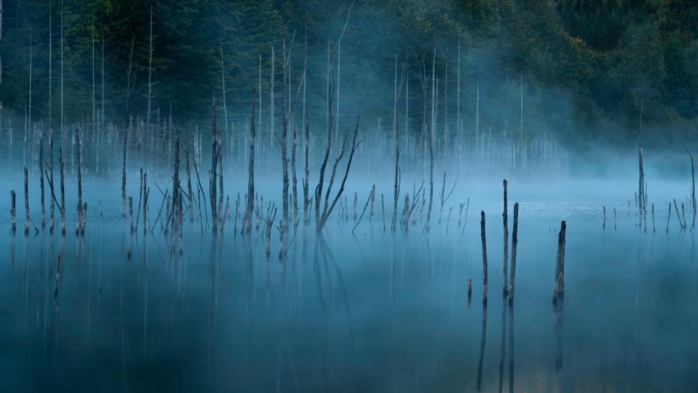 Misty Reflections at Red Lake wallpaper