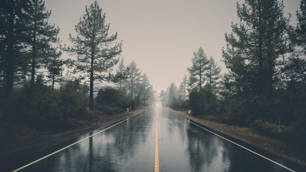 Misty Pine Road Escape wallpaper